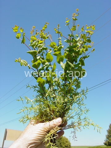 pepperweed, clasping